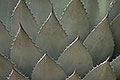 Agave Parryi, Southern Arizona