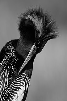 Anhinga, Flyaway Hair, South Florida