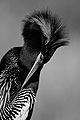 Anhinga, "Glamour Girl", South Florida