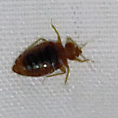 Bedbug in My Bed!