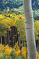 Aspens, San Juan Mountains