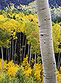 Aspens, San Juan Mountains