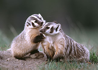 Badgers, Mother and Son