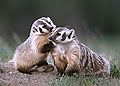 Badgers, Mother and Son