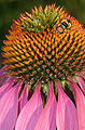 Bee on Purple Coneflower