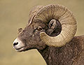 Big Horn Ram, Portrait
