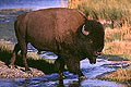 American Bison