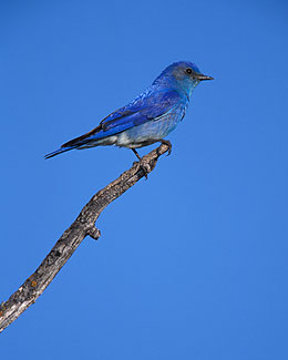 Blue on Blue, Mountain Bluebird