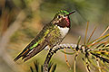 Broad Tailed Hummingbird, Southern Arizona