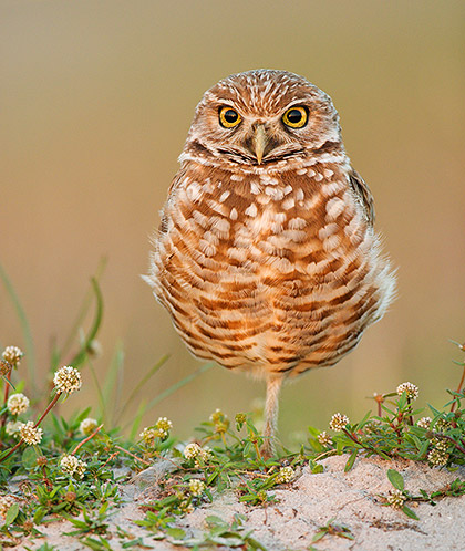 Burrowing Owl in Clover, Cape Coral, Florida