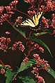 Swallow Tail Butterfly