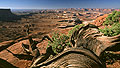 Canyonlands and Juniper