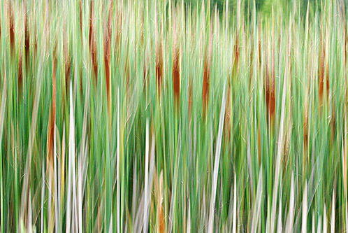 Abstract photograph of cattails, Cleveland Metroparks, Ohio