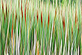 Cattails Abstraction, Cleveland Metroparks, Ohio