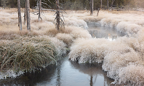 Frosty Morning along Obsidian Creek, Yellowstone National Park, Wyoming