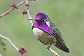Costa's Hummingbird, Southern Arizona
