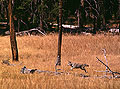 On the Hunt, Coyote