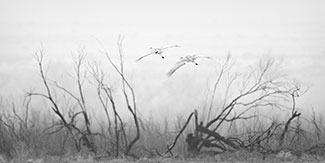 Into the Mist, Sandhill Cranes, New Mexico