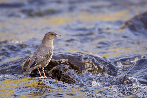 American Dipper (Water Ouzel), Yellowstone River