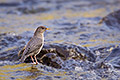 American Dipper