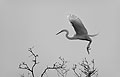 Great Egret, Landing