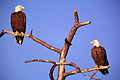 Bald Eagle Pair