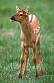 Knobby Knees, Elk Calf