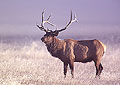 Bull Elk in Frost and Fog