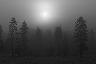 Fog at First Light, Yellowstone National Park, Wyoming