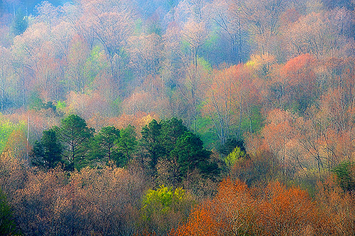 Frostbitten Forest, Spring Morning, Tennessee