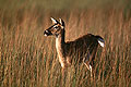 White Tail Deer, Morning