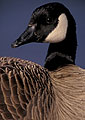 Spring Preening, Canada Goose