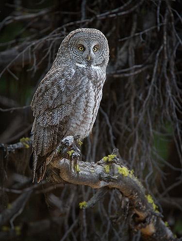 The Silent Hunter, Great Gray Owl