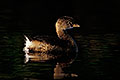 Tiny Dynamo, Pied Billed Grebe
