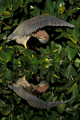 Green Heron, Reflection, Sanibel Island, Florida