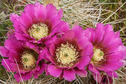 Beauty Among Thorns,Englemann's Hedgehog Cactus in Bloom