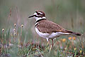Killdeer in Prairie Grass