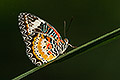 Malay Lacewing Butterfly, Malaysia