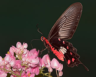 Malayan Rose Butterfly