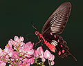 Malayan Rose