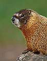 Portrait, Yellow Bellied Marmot