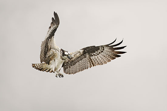 Osprey, Master of the Wind