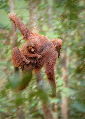 Masters of the Jungle, Orangutans