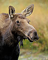 Lunchtime, Cow Moose