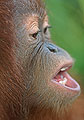 Ning Ning, Infant Orangutan Portrait Series