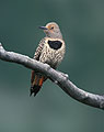 Resting Mother, Northern Flicker