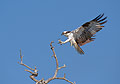 Perfect Landing, Osprey
