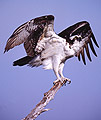 Restless Osprey