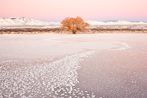 Pond and Tree, Winter Dawn, New Mexico