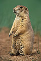 The Lookout, Prairie Dog
